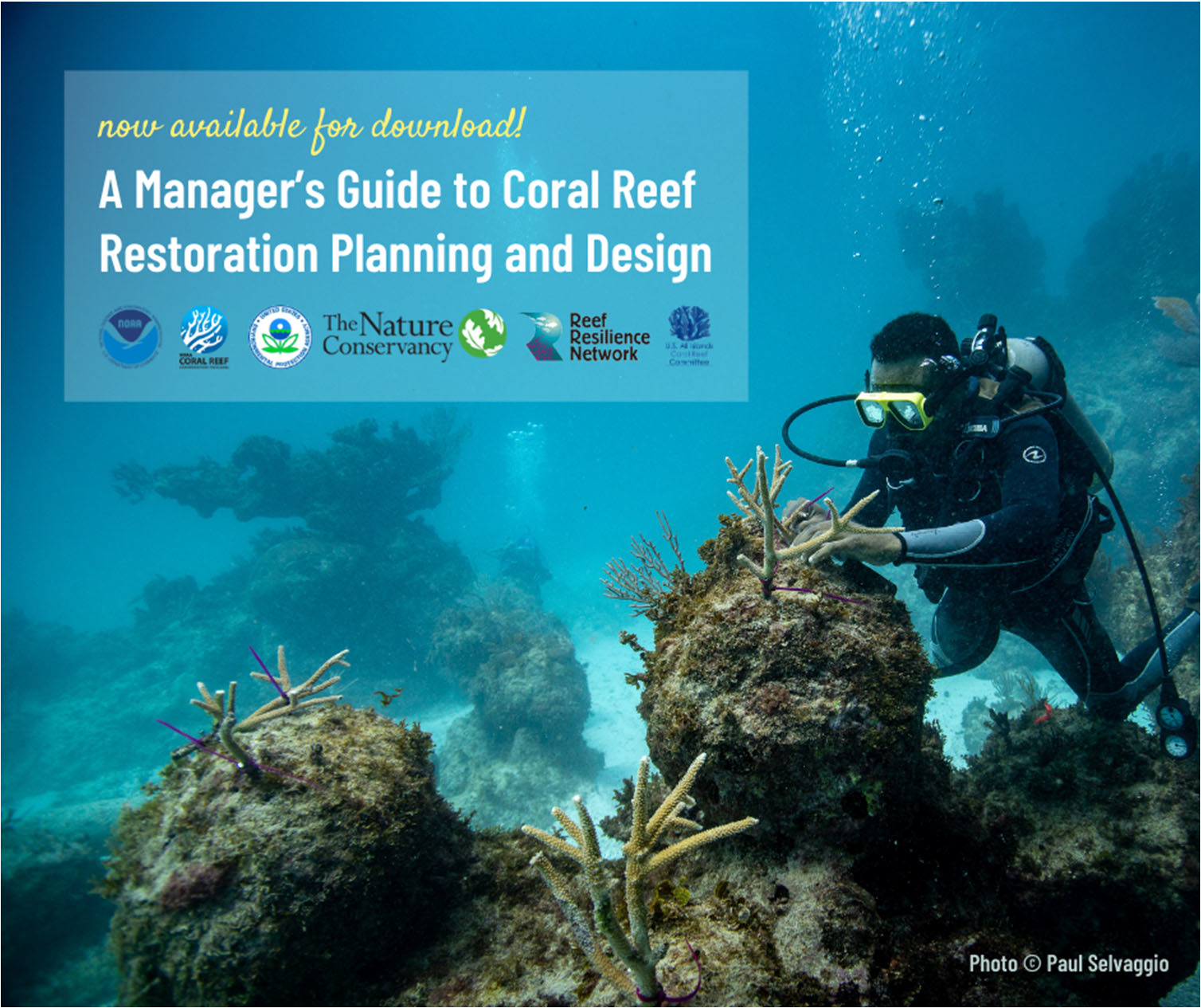 Coral Reef Management – Division of Coastal Resources Management