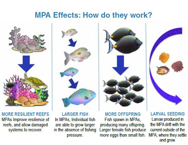 MPA Effects