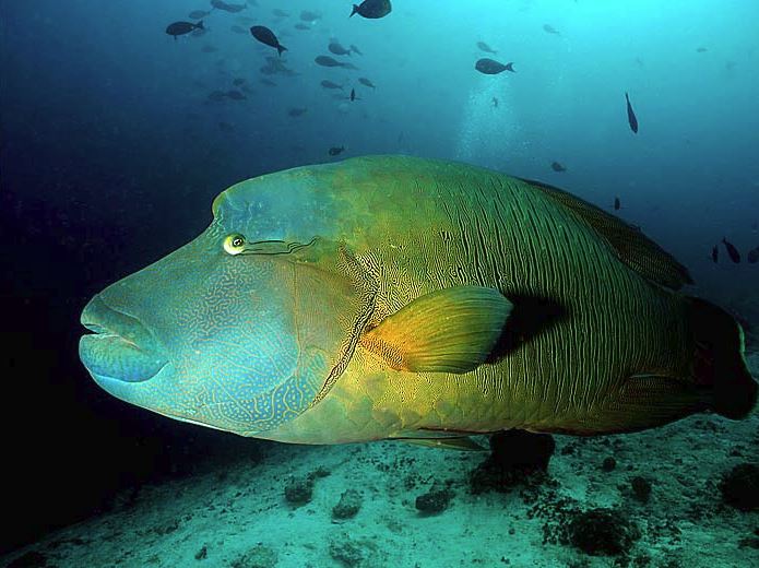 Napoleon Wrasse