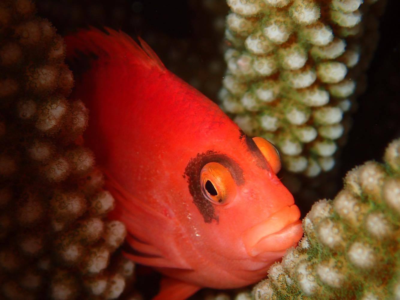 Reef_Report_Fish_Bkg – Division of Coastal Resources Management